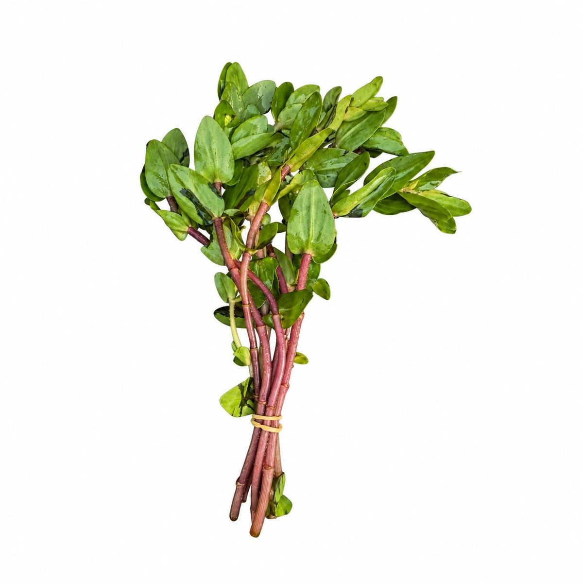 Single bunch of Bacopa caroliniana live aquarium plant with green leaves and reddish stems on a white background.