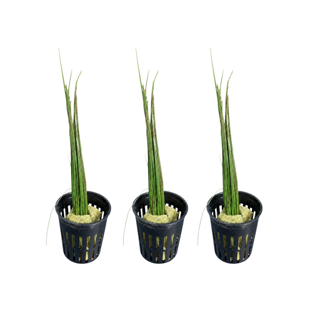 Dwarf Hairgrass Potted Live Aquarium Plant – Easy Foreground Carpet Plant for Freshwater Planted Tanks, Shrimp & Aquascaping