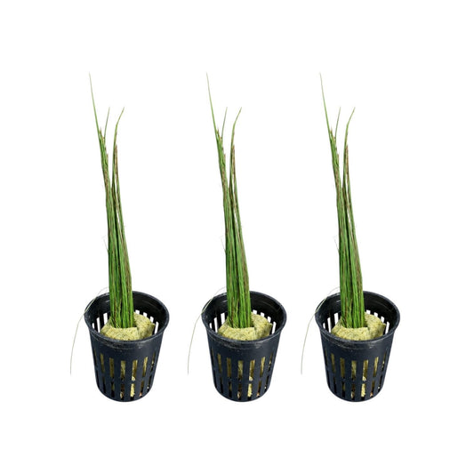 Dwarf Hairgrass Potted Live Aquarium Plant – Easy Foreground Carpet Plant for Freshwater Planted Tanks, Shrimp & Aquascaping