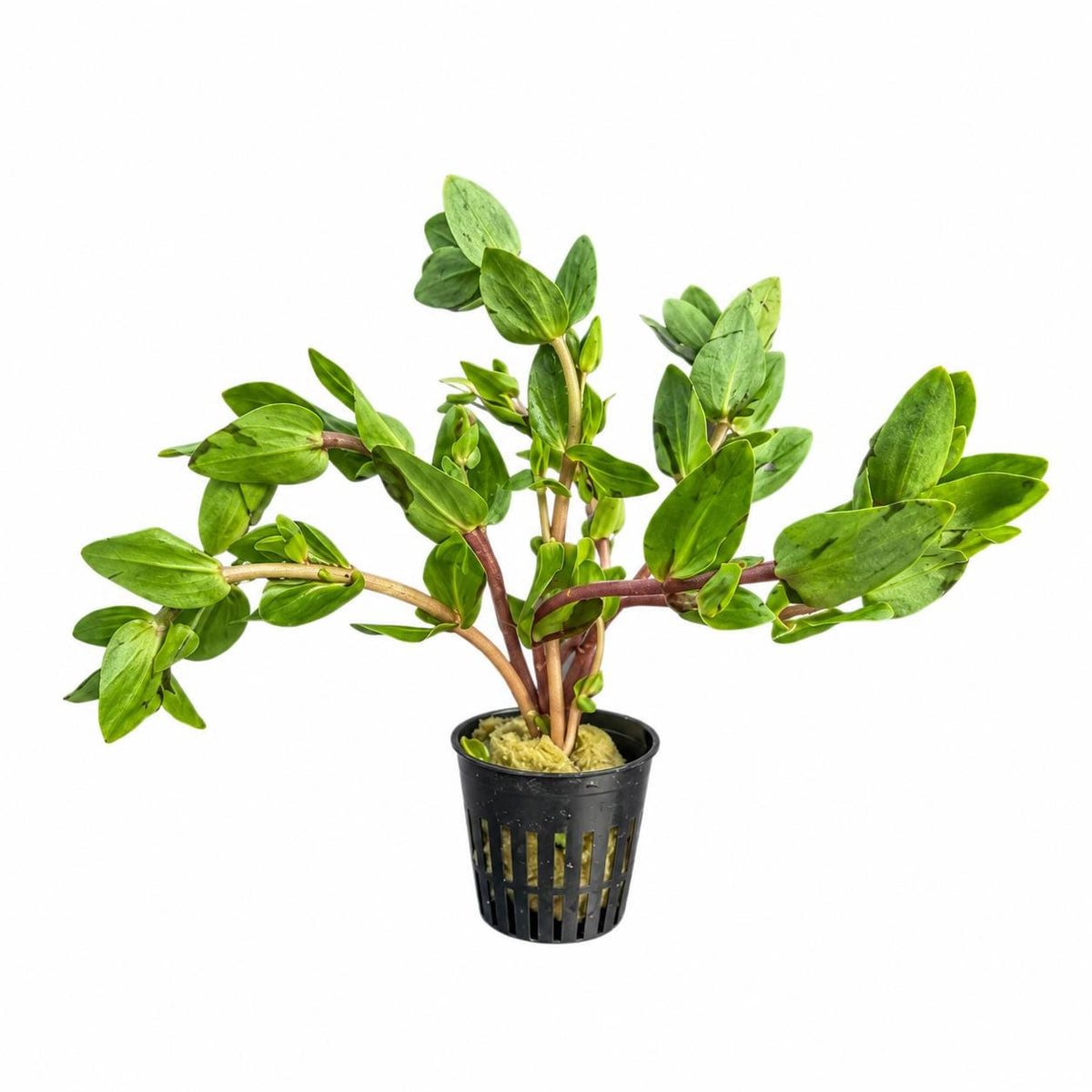 Potted Bacopa caroliniana live aquarium plant with green leaves and reddish stems on a white background.