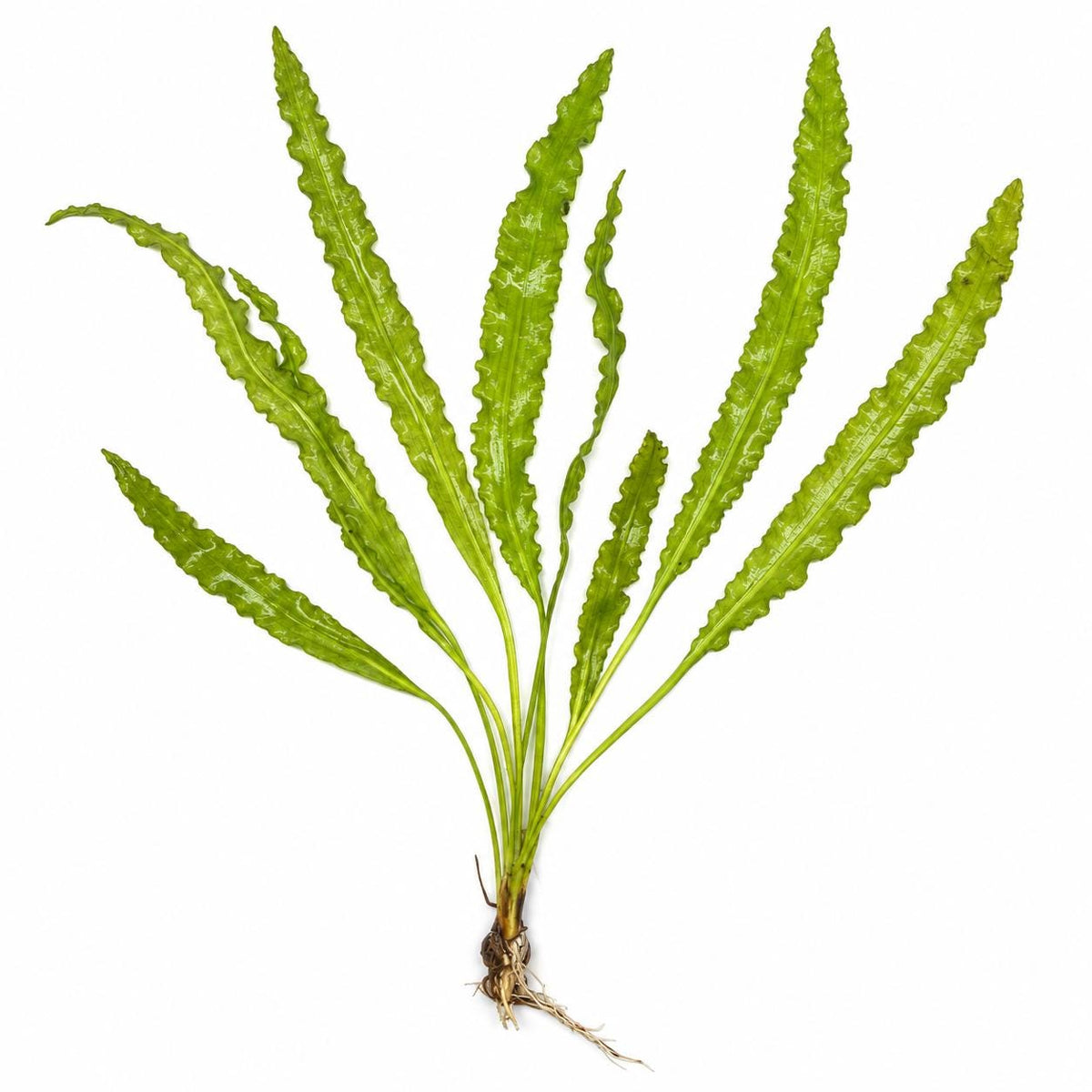 Aponogeton Crispus Live Aquarium Plant – Ruffled Green Aquatic Plant for Freshwater Planted Tanks, Betta, Shrimp & Aquascaping