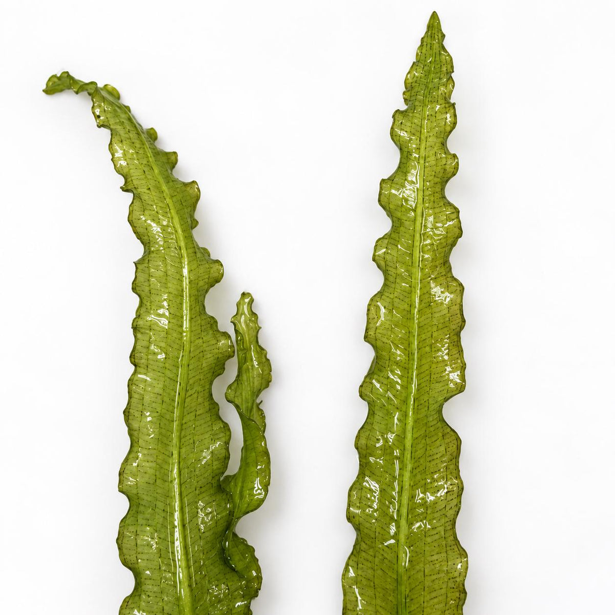 Aponogeton Crispus Live Aquarium Plant – Ruffled Green Aquatic Plant for Freshwater Planted Tanks, Betta, Shrimp & Aquascaping