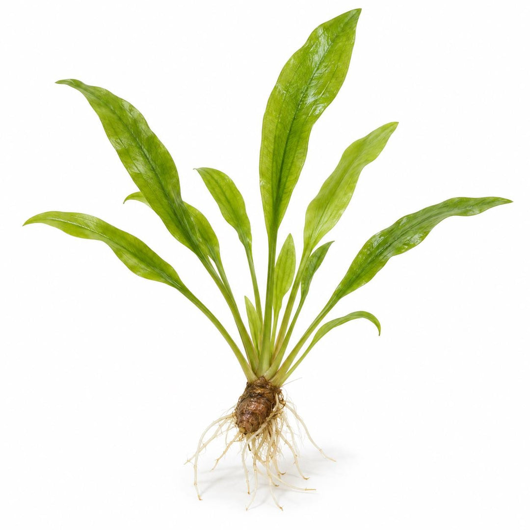 Aponogeton Natans Live Aquarium Plant – Easy Green Aquatic Plant for Freshwater Planted Tanks, Betta, Shrimp &amp; Aquascaping