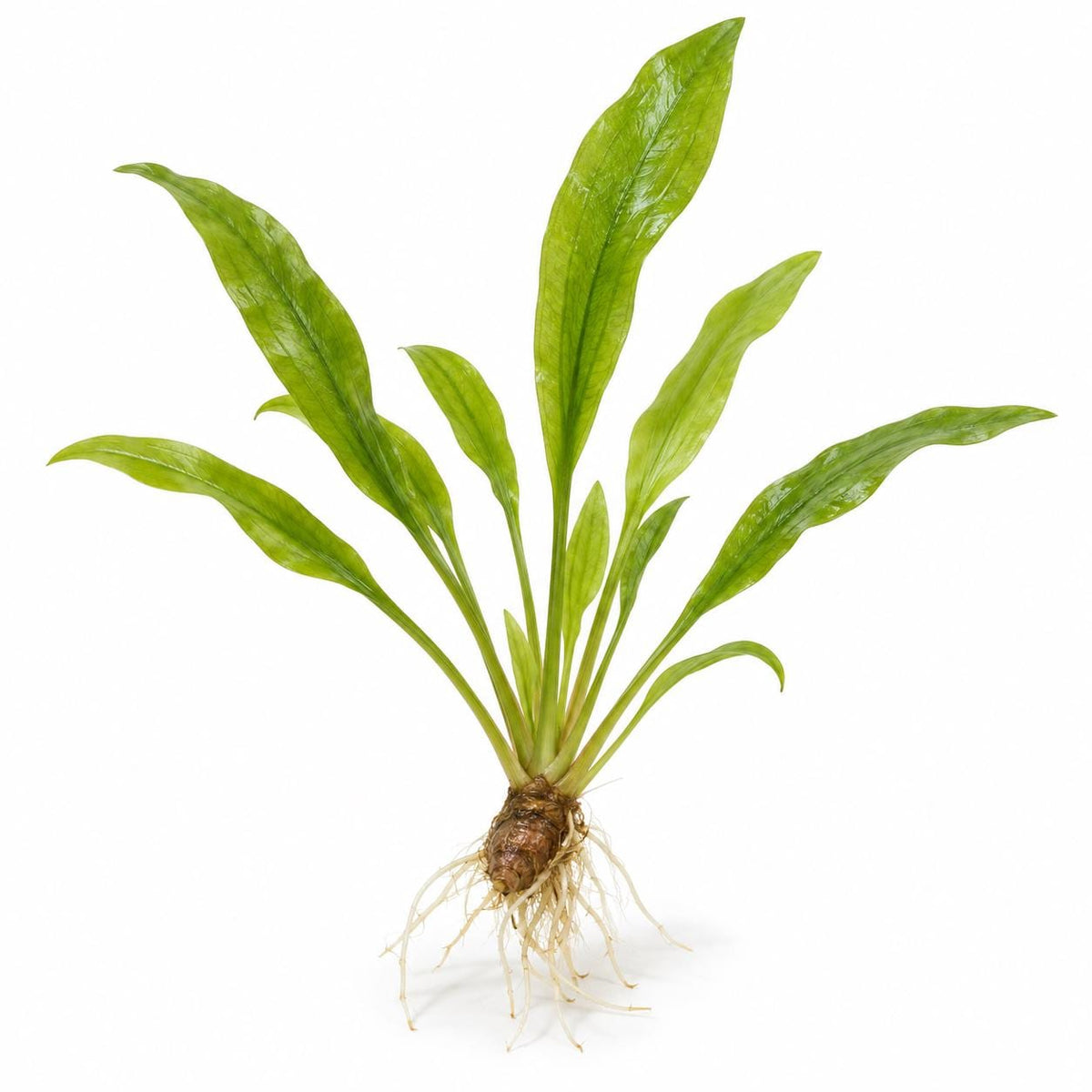 Aponogeton Natans Live Aquarium Plant – Easy Green Aquatic Plant for Freshwater Planted Tanks, Betta, Shrimp & Aquascaping
