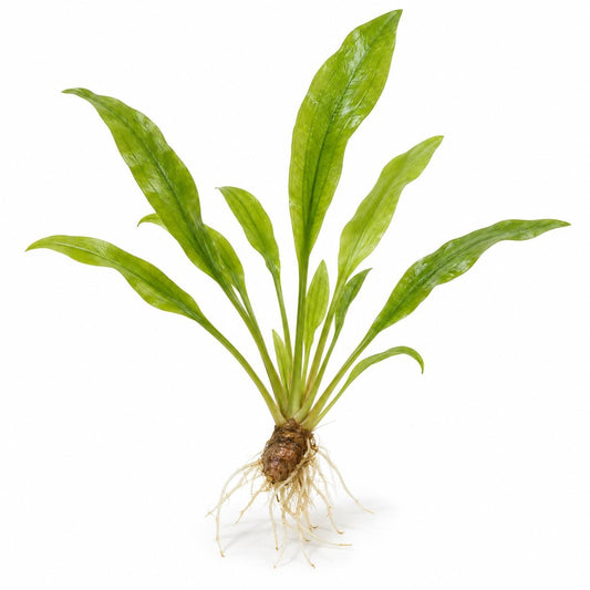 Aponogeton Natans Live Aquarium Plant – Easy Green Aquatic Plant for Freshwater Planted Tanks, Betta, Shrimp & Aquascaping
