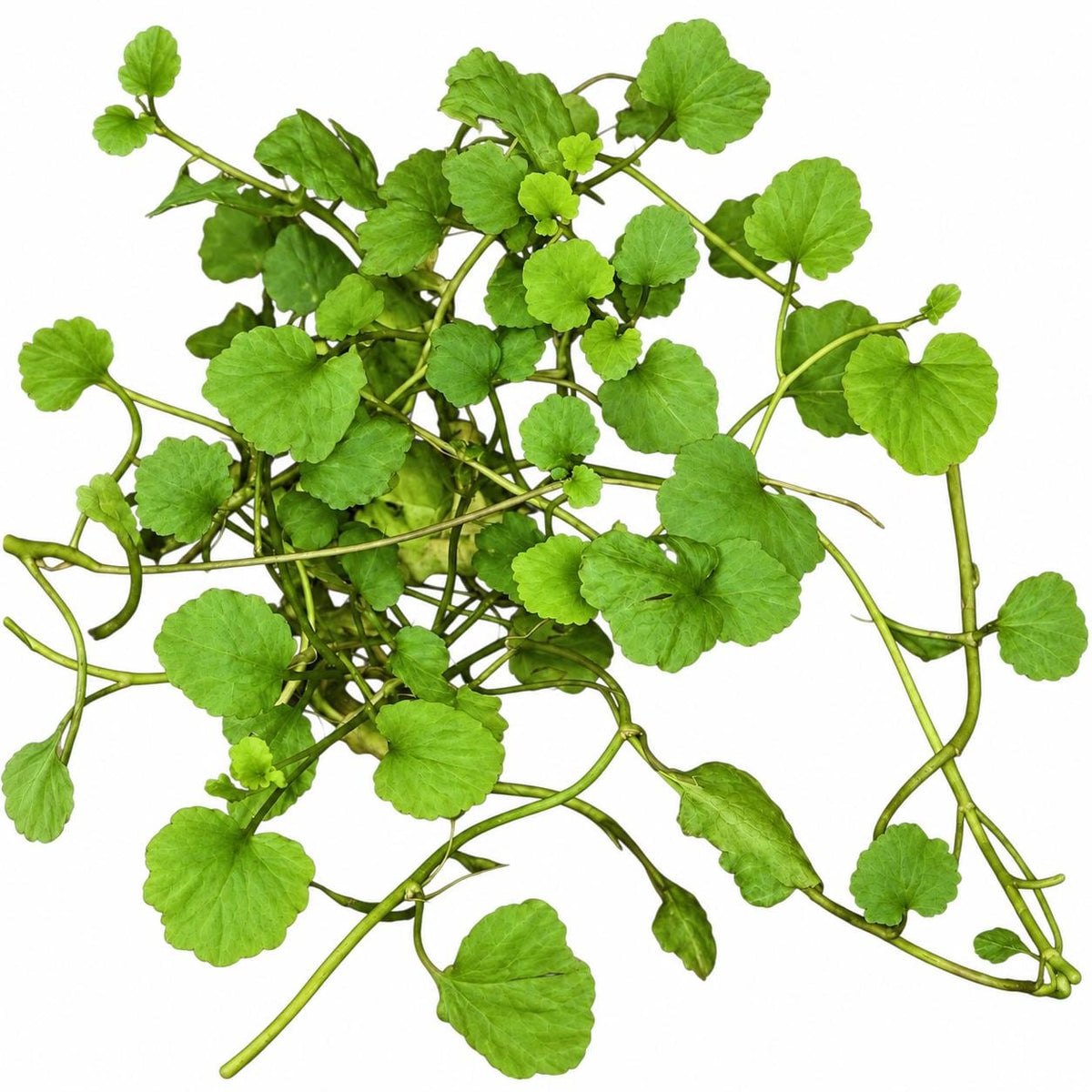 Cardamine Lyrata Live Aquarium Plant – Japanese Cress for Freshwater Planted Tanks, Betta, Shrimp & Aquascaping