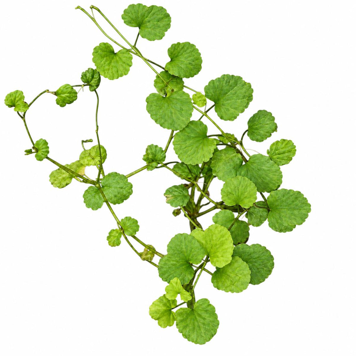 Cardamine Lyrata Live Aquarium Plant – Japanese Cress for Freshwater Planted Tanks, Betta, Shrimp & Aquascaping