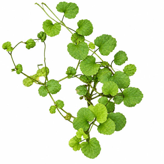 Cardamine Lyrata Live Aquarium Plant – Japanese Cress for Freshwater Planted Tanks, Betta, Shrimp &amp; Aquascaping