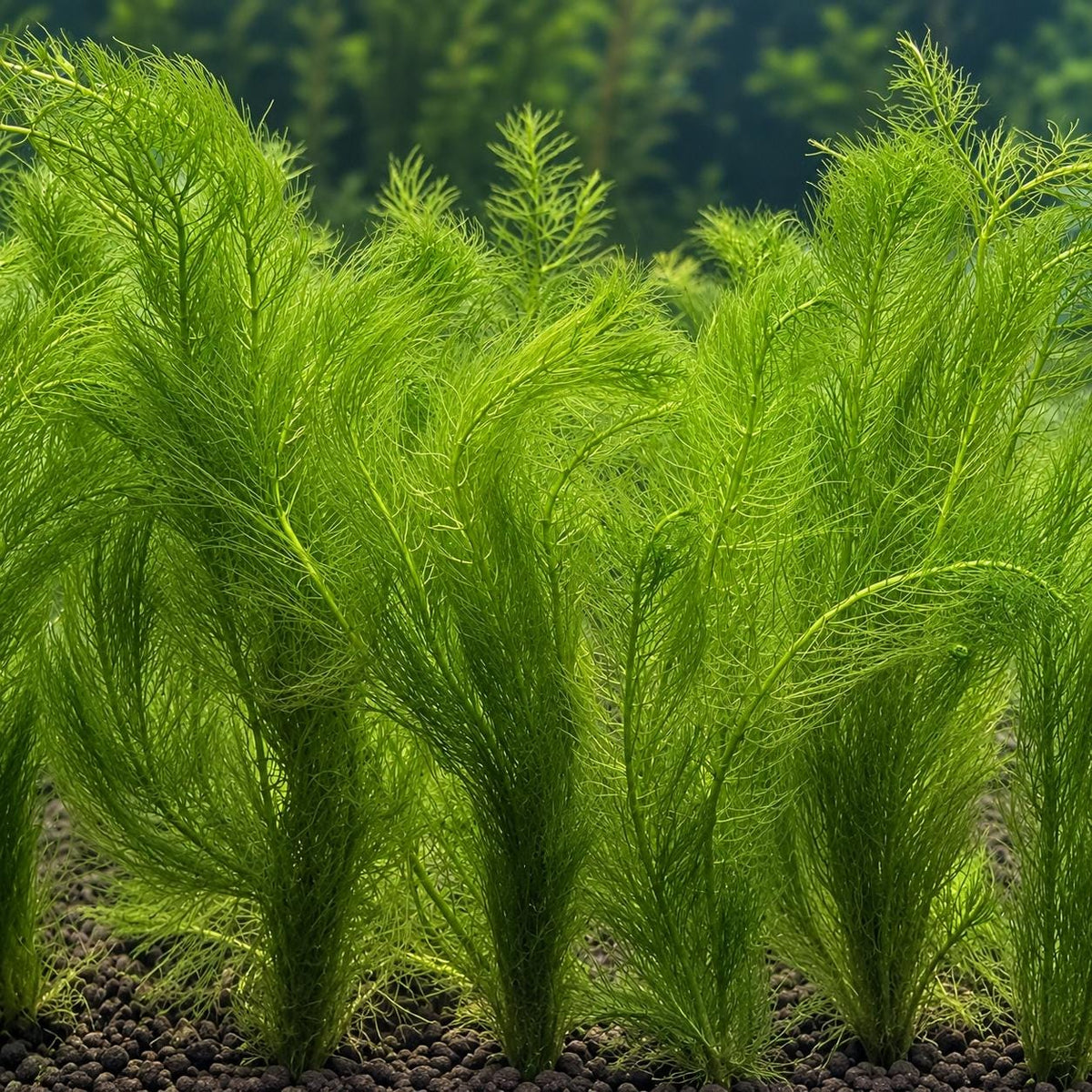 Green Myrio Aquarium Plant – Myriophyllum Aquatic Stem Plant – Easy Freshwater Plant for Fish, Shrimp & Planted Tanks