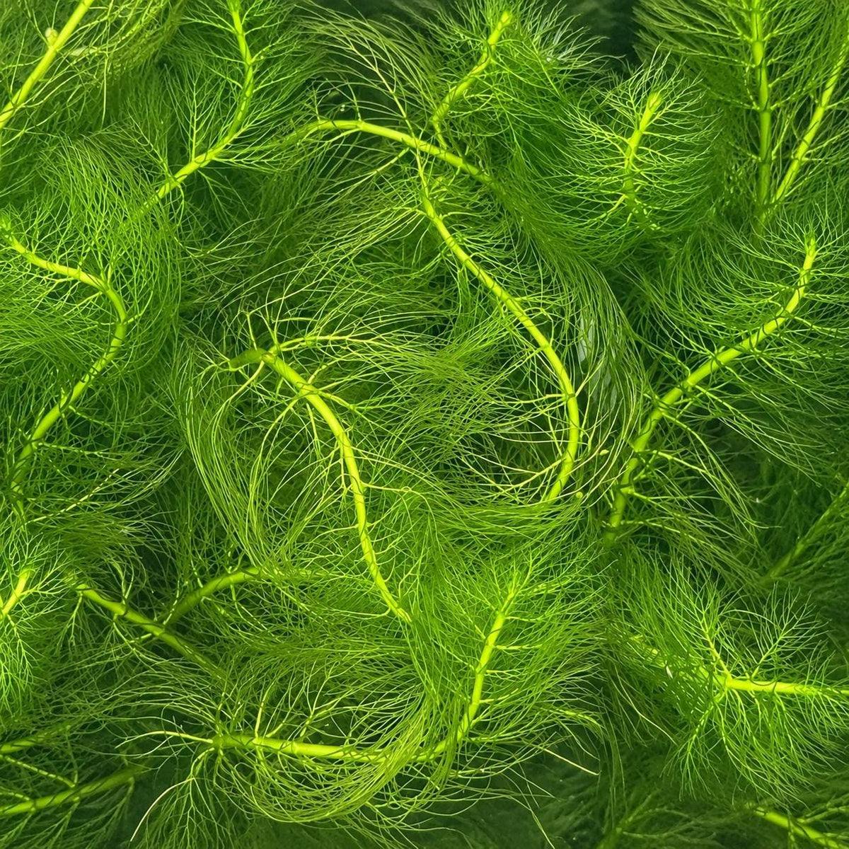 Green Myrio Aquarium Plant – Myriophyllum Aquatic Stem Plant – Easy Freshwater Plant for Fish, Shrimp & Planted Tanks