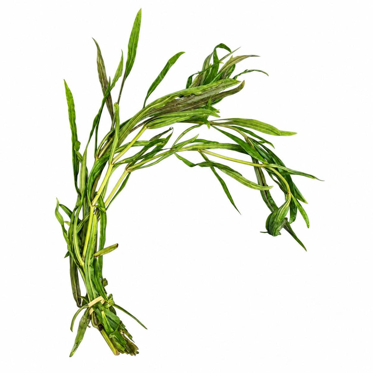 Bundled Pogostemon stellatus narrow-leaf aquarium plant with long green leaves displayed on a white background.