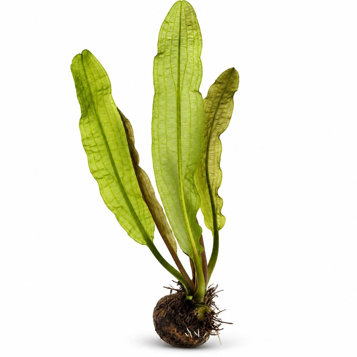 Aponogeton boivinianus aquarium plant with tall, translucent green, wavy leaves and visible bulb on a white background.