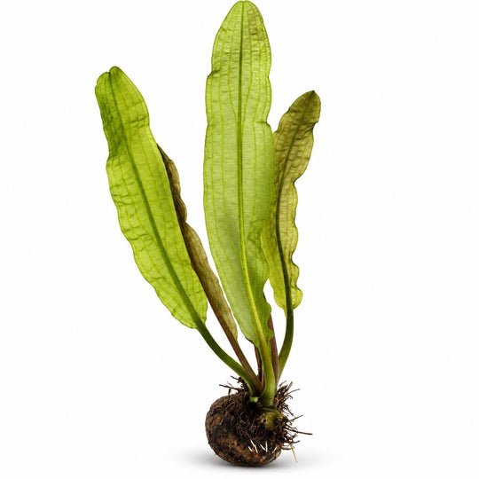 Aponogeton boivinianus aquarium plant with tall, translucent green, wavy leaves and visible bulb on a white background.