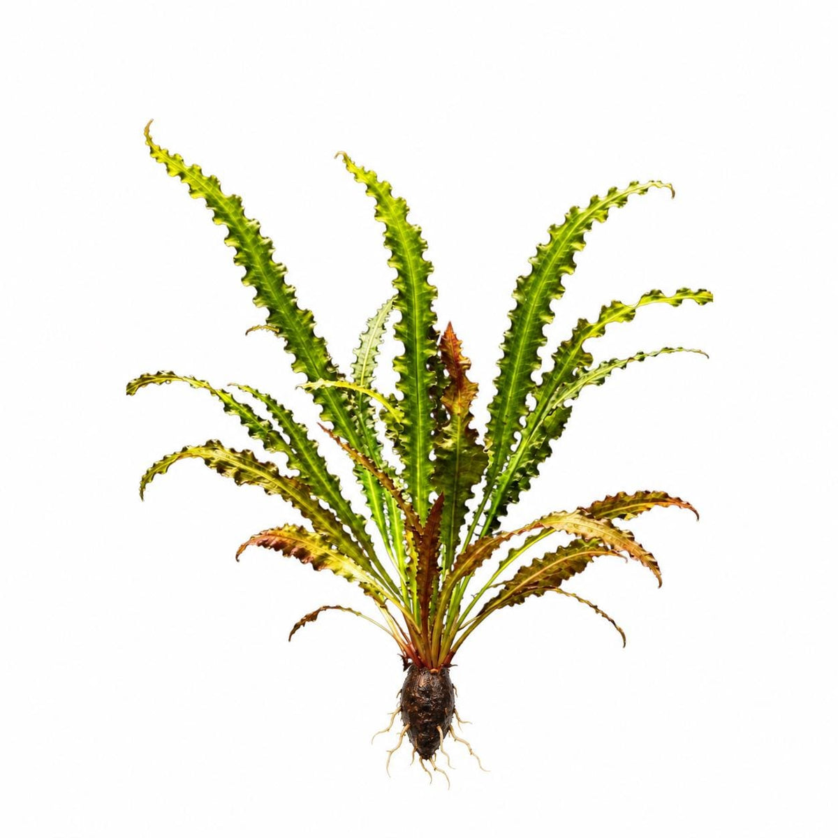 Aponogeton Longiplumulosus Live Aquarium Plant Bulb | Hammered Leaf Aquatic Plant | Freshwater Planted Tank