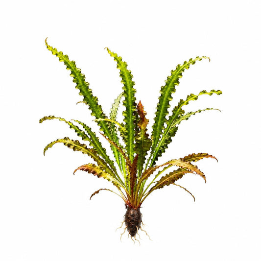 Aponogeton Longiplumulosus Live Aquarium Plant Bulb | Hammered Leaf Aquatic Plant | Freshwater Planted Tank