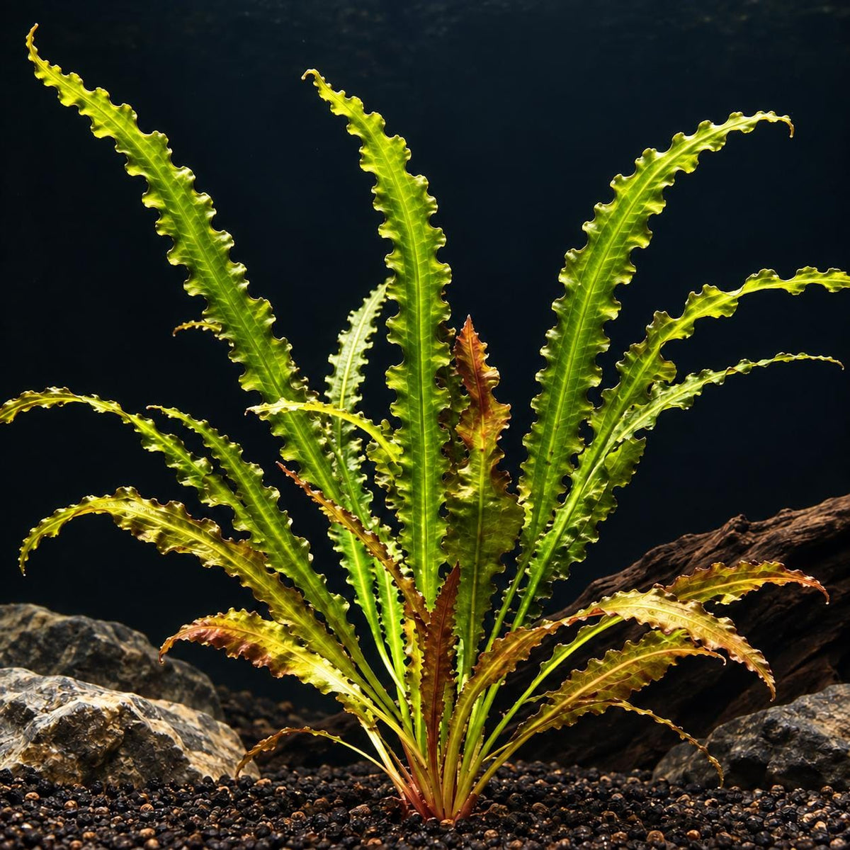 Aponogeton Longiplumulosus Live Aquarium Plant Bulb | Hammered Leaf Aquatic Plant | Freshwater Planted Tank