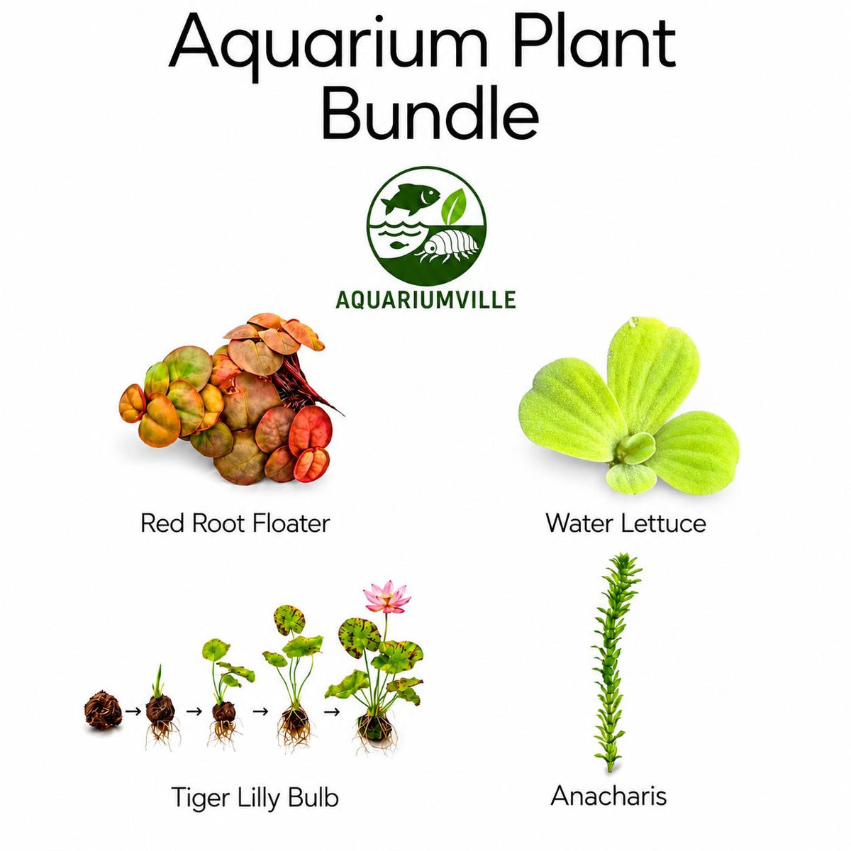 Aquarium plant bundle featuring red root floaters, water lettuce, a tiger lotus bulb, and anacharis.
