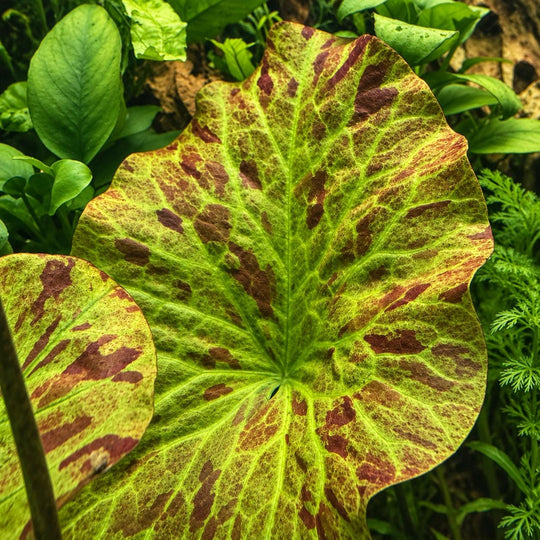 Live Aquarium Plant Bundle – Crypt Wendtii, Green Myrio, Tiger Lotus Bulb &amp; Rotala – Easy Freshwater Plants