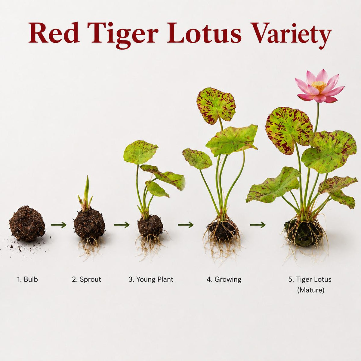 Live Aquarium Plant Bundle – Crypt Wendtii, Green Myrio, Tiger Lotus Bulb & Rotala – Easy Freshwater Plants
