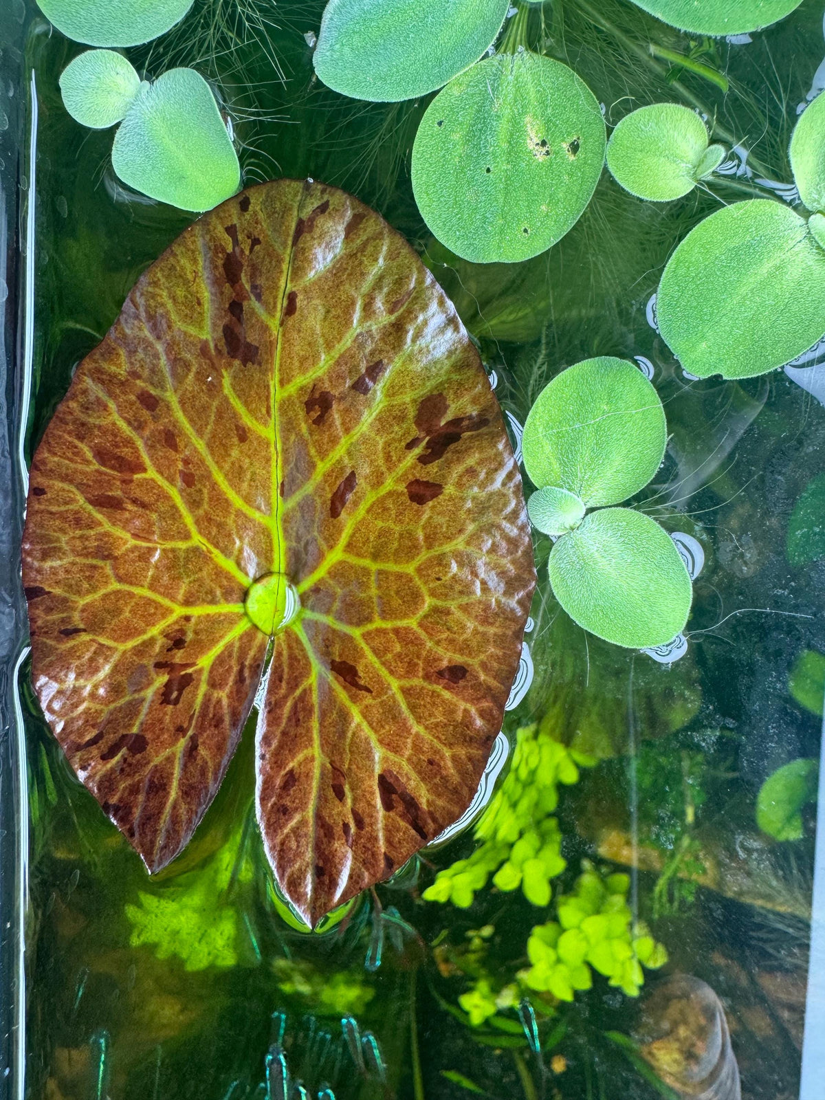 Live Aquarium Plant Bundle – Crypt Wendtii, Green Myrio, Tiger Lotus Bulb & Rotala – Easy Freshwater Plants