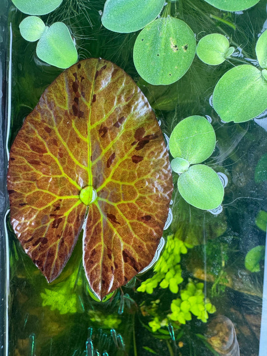 Live Aquarium Plant Bundle – Crypt Wendtii, Green Myrio, Tiger Lotus Bulb &amp; Rotala – Easy Freshwater Plants