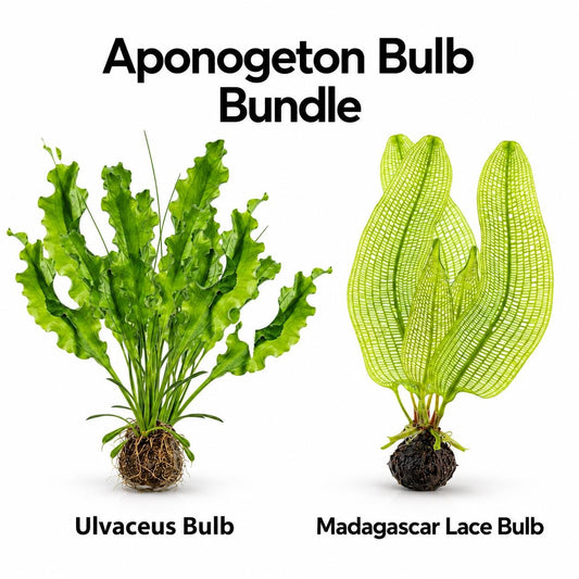 Live Aponogeton Bulb Bundle – Madagascar Lace & Ulvaceus – Rare Freshwater Aquarium Plants