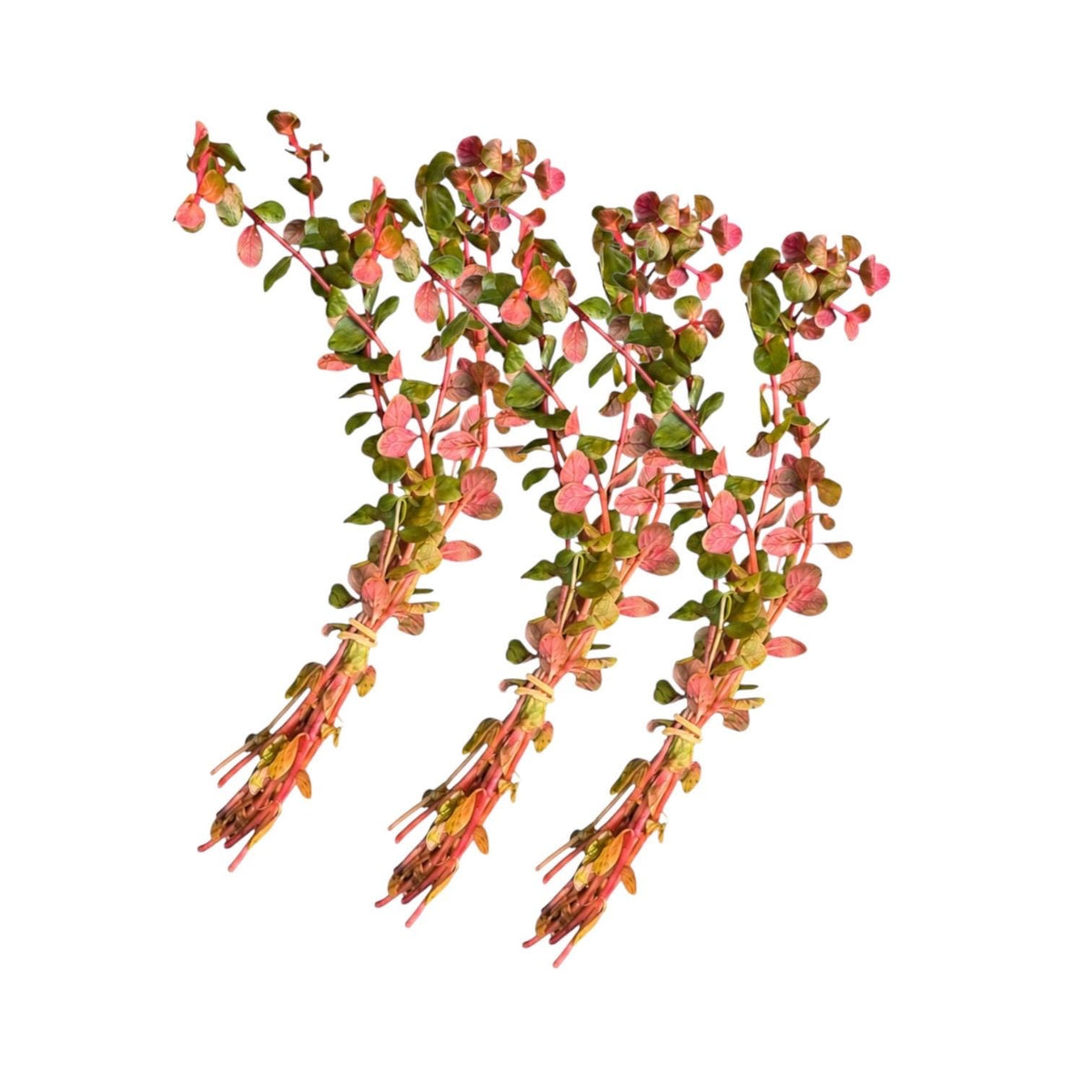 Rotala Blood Red Live Aquarium Plant – Vibrant Red Stem Plant for Freshwater Planted Tanks, Betta, Shrimp & Aquascaping