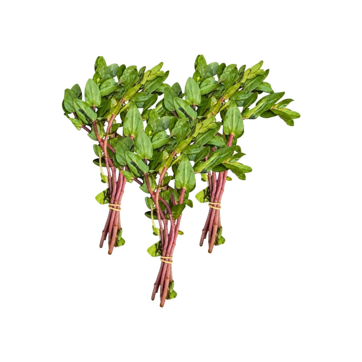 Three bunches of Bacopa caroliniana live aquarium plants with green leaves and reddish stems on a white background.