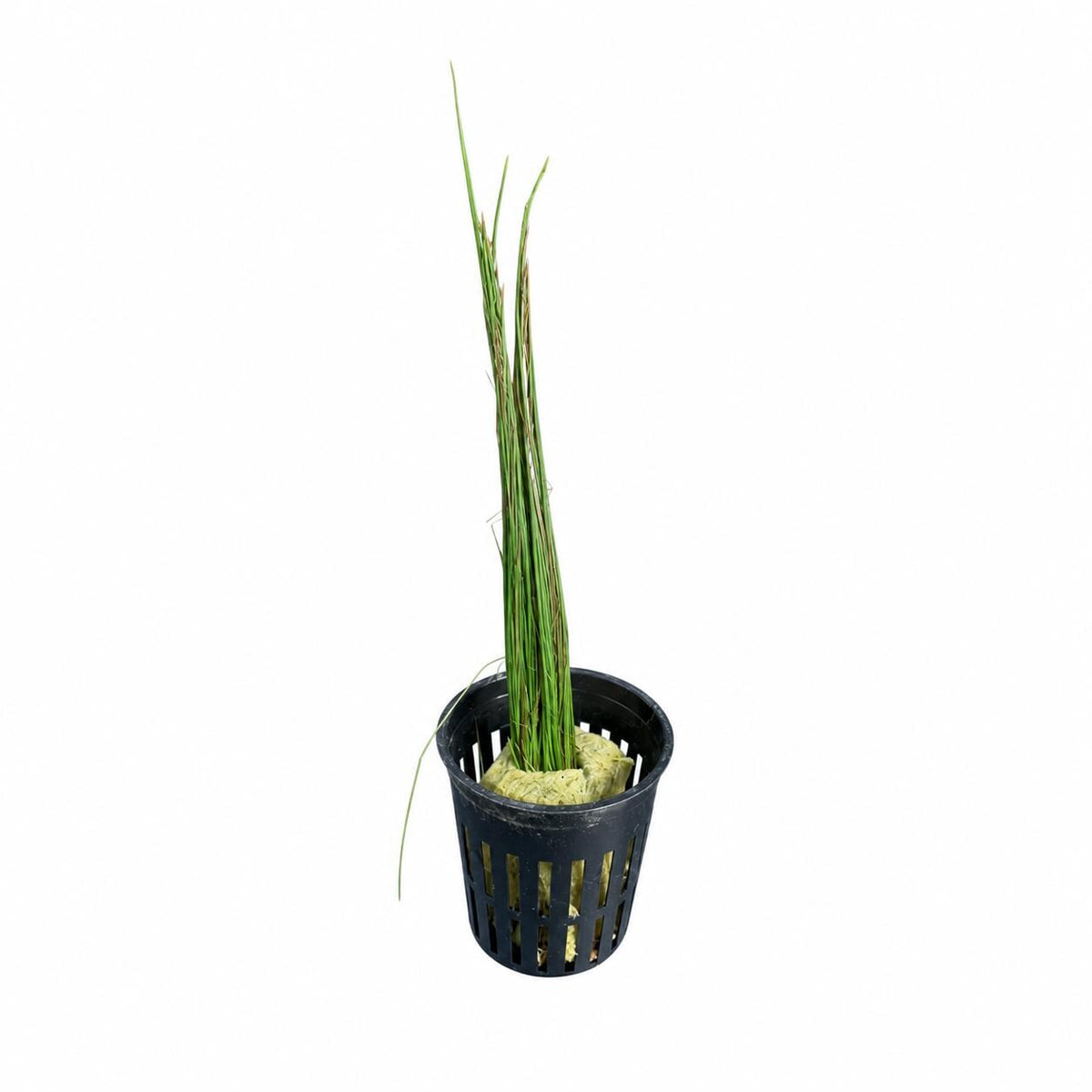 Dwarf Hairgrass Potted Live Aquarium Plant – Easy Foreground Carpet Plant for Freshwater Planted Tanks, Shrimp & Aquascaping