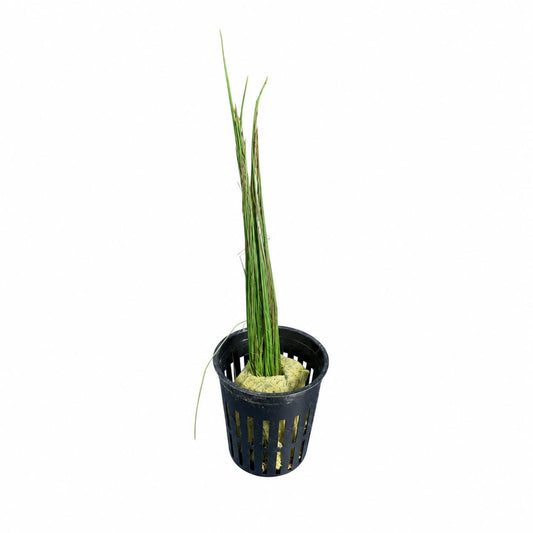 Dwarf Hairgrass Potted Live Aquarium Plant – Easy Foreground Carpet Plant for Freshwater Planted Tanks, Shrimp & Aquascaping