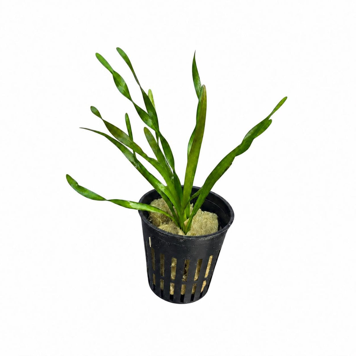 Potted Corkscrew Vallisneria live aquarium plant with long, gently twisted green leaves on a white background.