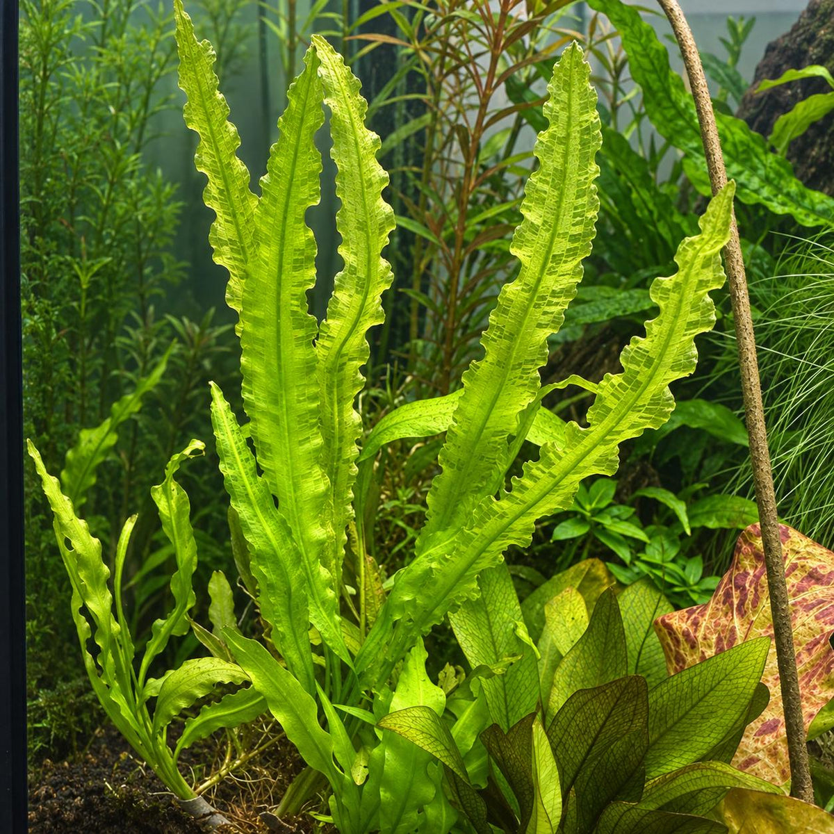 Aponogeton Crispus Live Aquarium Plant – Ruffled Green Aquatic Plant for Freshwater Planted Tanks, Betta, Shrimp & Aquascaping