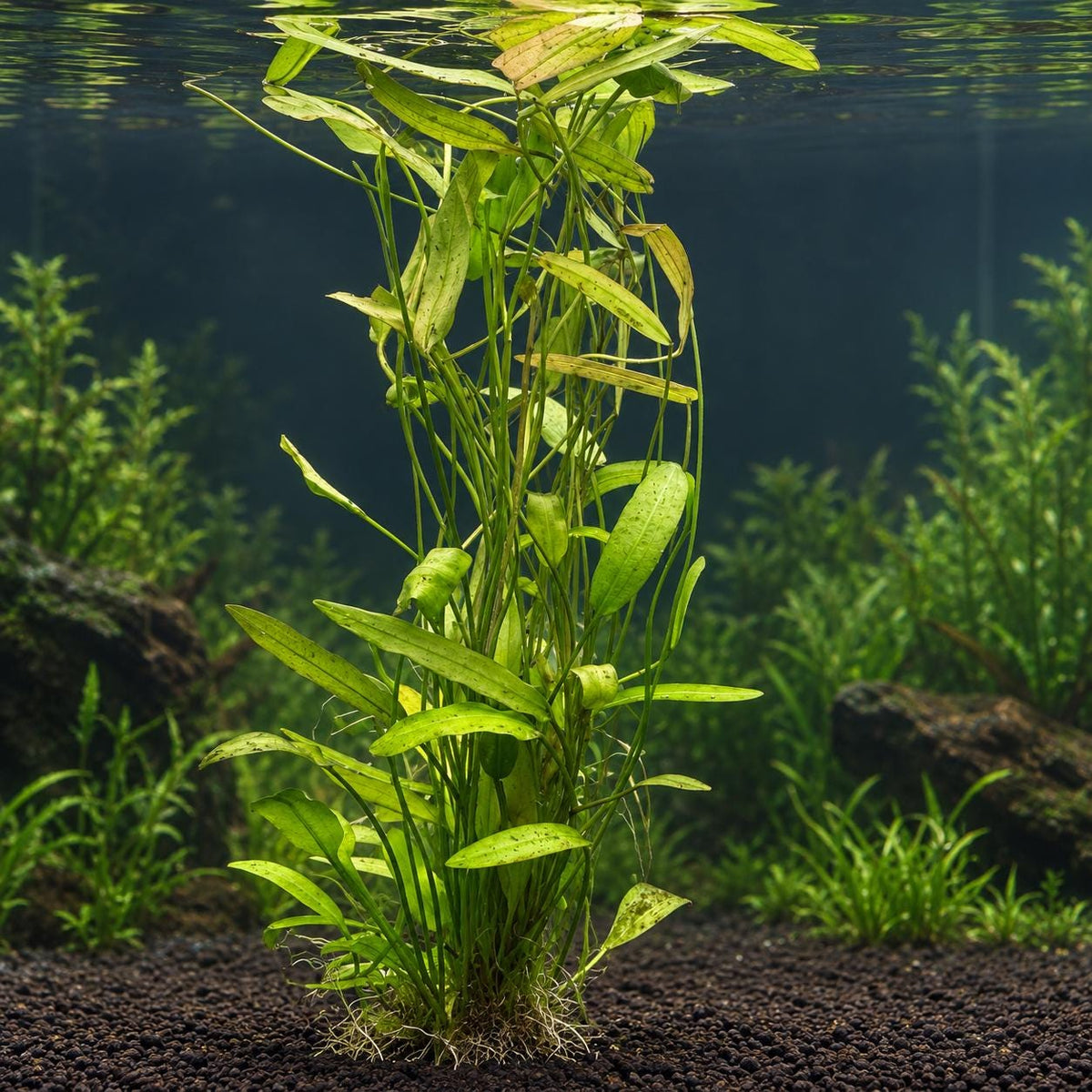 Aponogeton Natans Live Aquarium Plant – Easy Green Aquatic Plant for Freshwater Planted Tanks, Betta, Shrimp & Aquascaping