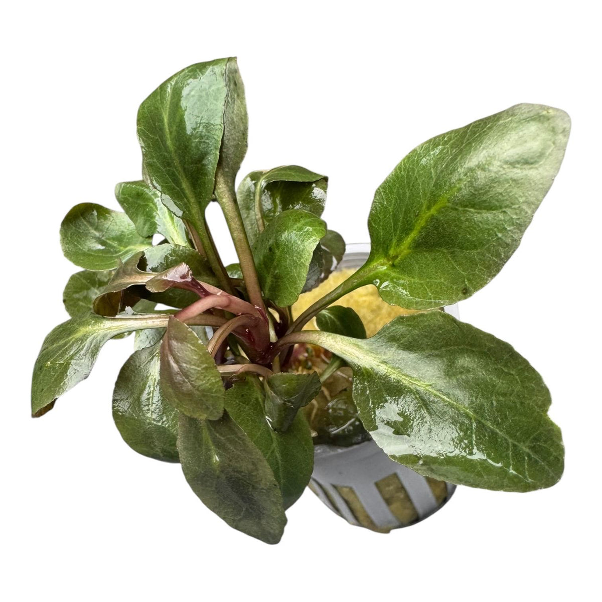 Front view of a potted Cardinal Plant with broad green leaves, reddish new growth, and visible aquarium pot.