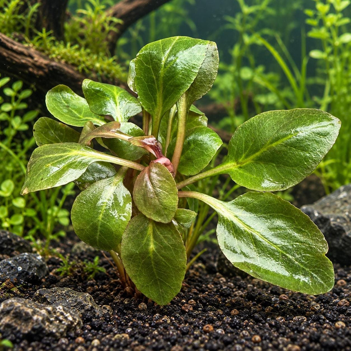 Cardinal Plant with broad green leaves and reddish stems rooted in dark gravel within a natural planted freshwater aquarium.