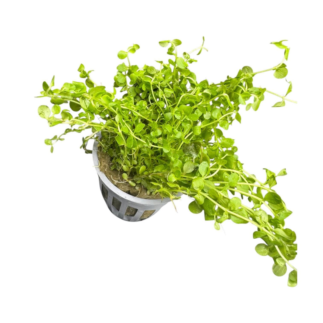 Side view of a potted Monte Carlo aquarium plant showing compact green foliage and spreading stems.