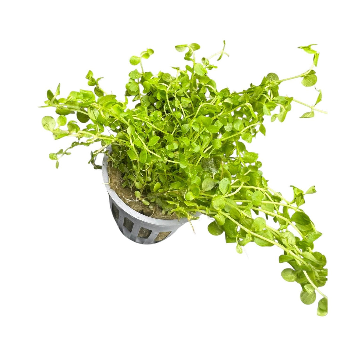 Side view of a potted Monte Carlo aquarium plant showing compact green foliage and spreading stems.