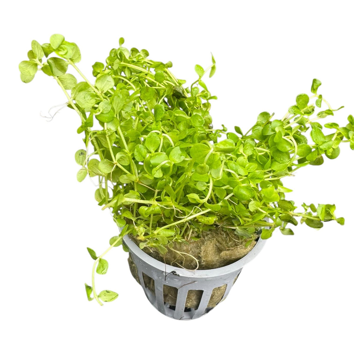 Front view of a lush potted Monte Carlo aquarium plant with bright green round leaves and trailing stems.