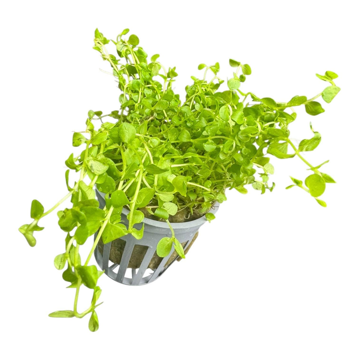 Angled view of a potted Monte Carlo aquarium plant with dense green growth and long trailing stems.