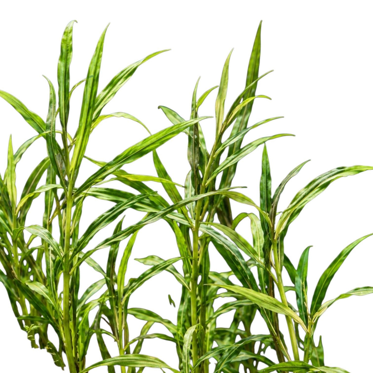 Close-up of Pogostemon stellatus narrow leaf showing slender green leaves and upright stems against a white background.