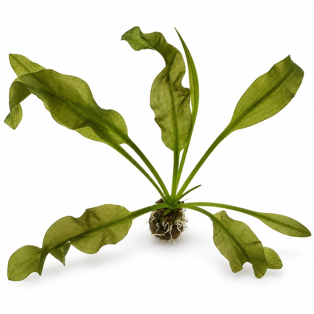 Aponogeton boivinianus aquarium plant with broad, rippled green leaves spreading from a rooted bulb on a white background.