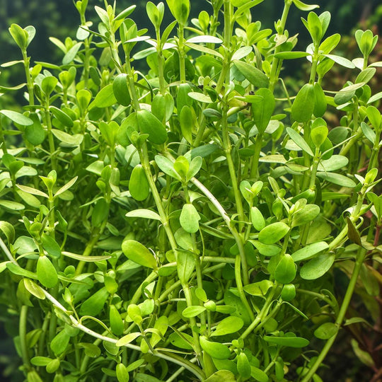 Moneywort stems with bright green oval leaves growing upright in a freshwater aquarium.