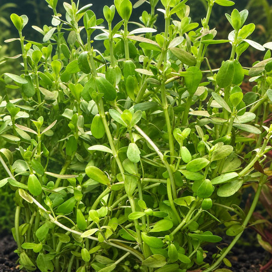 Healthy moneywort bunch growing above dark aquarium substrate.