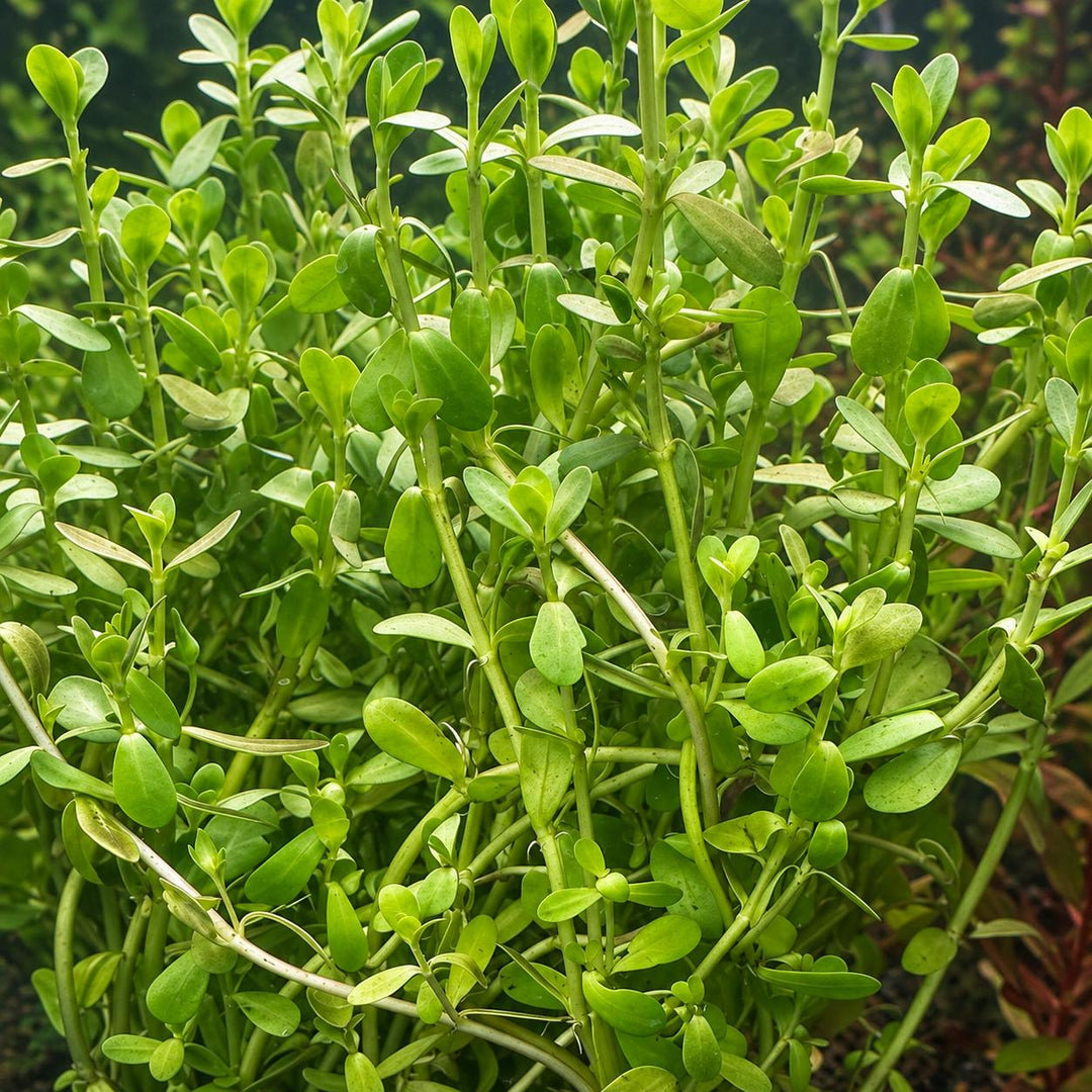Close-up of dense moneywort growth showing paired leaves along branching stems.