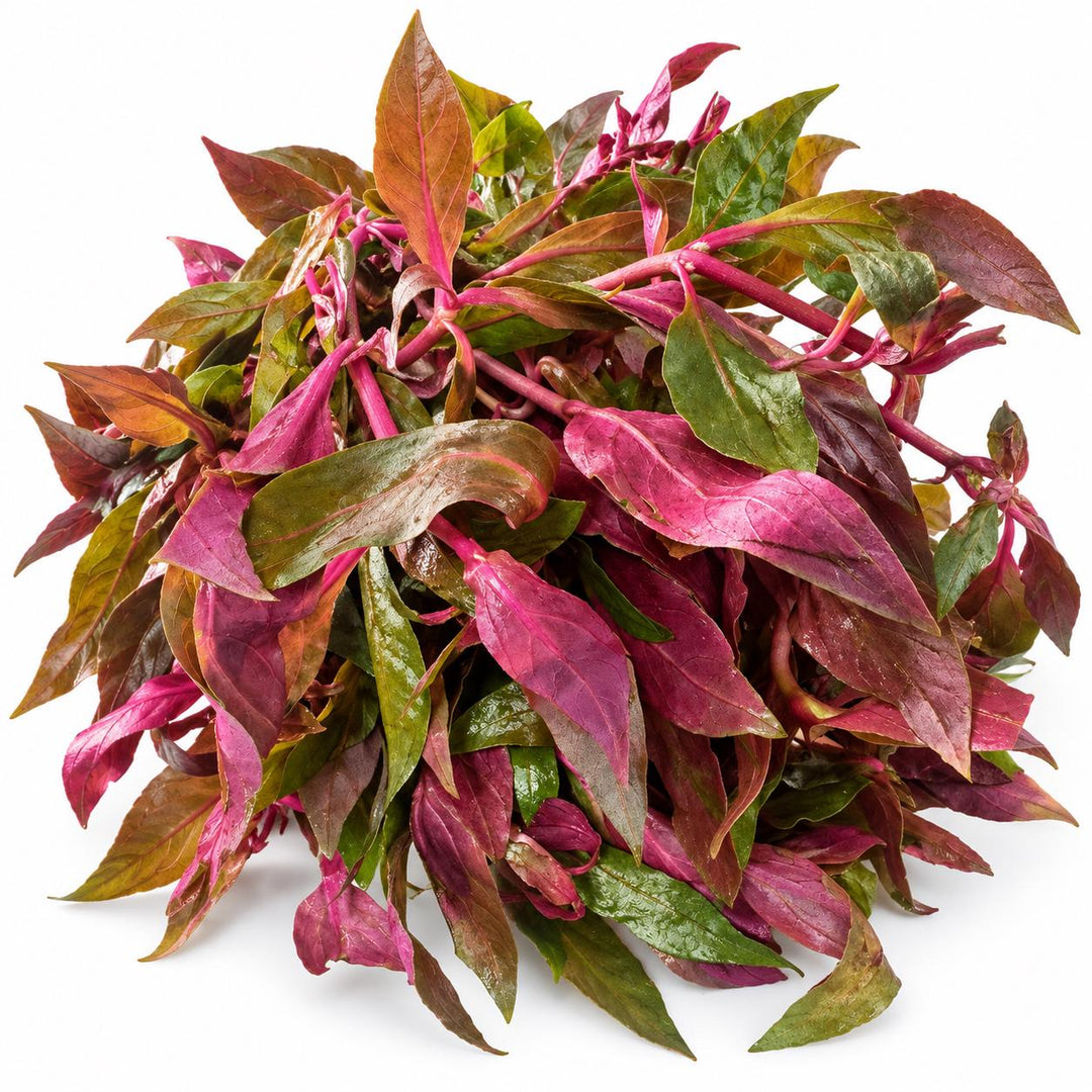 Scarlet Temple plant bunch spread across a white background, showing its colorful leaves and pink stems.