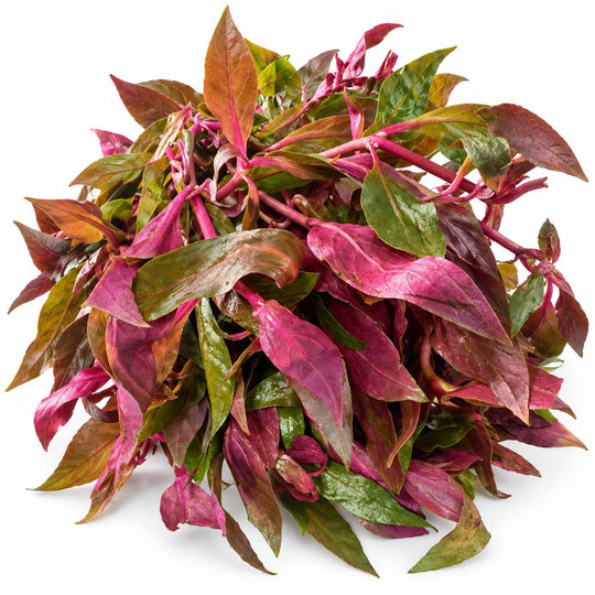 Scarlet Temple plant bunch spread across a white background, showing its colorful leaves and pink stems.