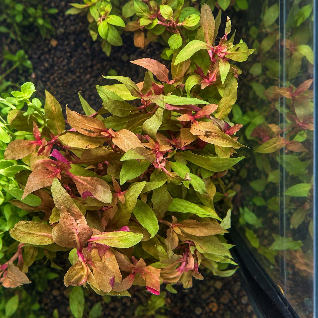 Top-down view of Scarlet Temple aquarium plants with pink stems and bronze, green, and red leaves growing over dark substrate.