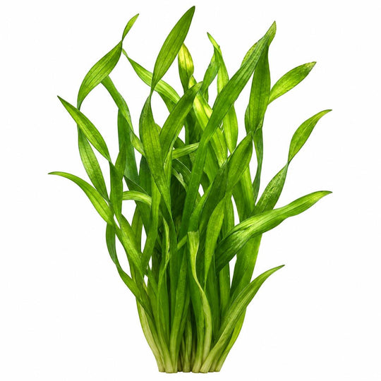 Lush Vallisneria leaves shown close up underwater against a softly blurred aquarium background.
