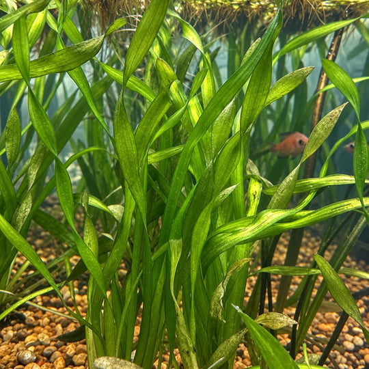Dense green Vallisneria leaves fill an aquarium, with a small orange fish visible behind them.