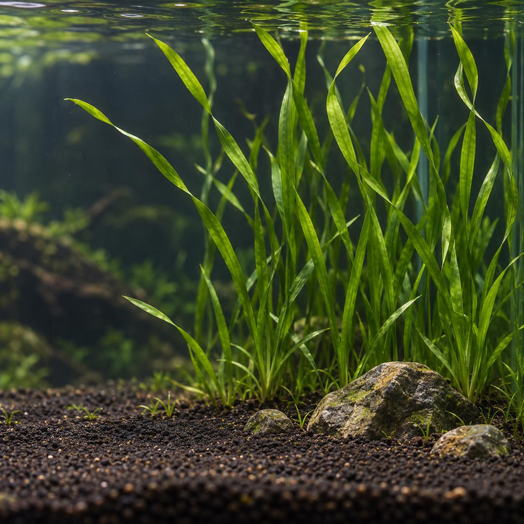 Tall green Vallisneria growing in dark aquarium substrate beside a few rocks, viewed underwater.